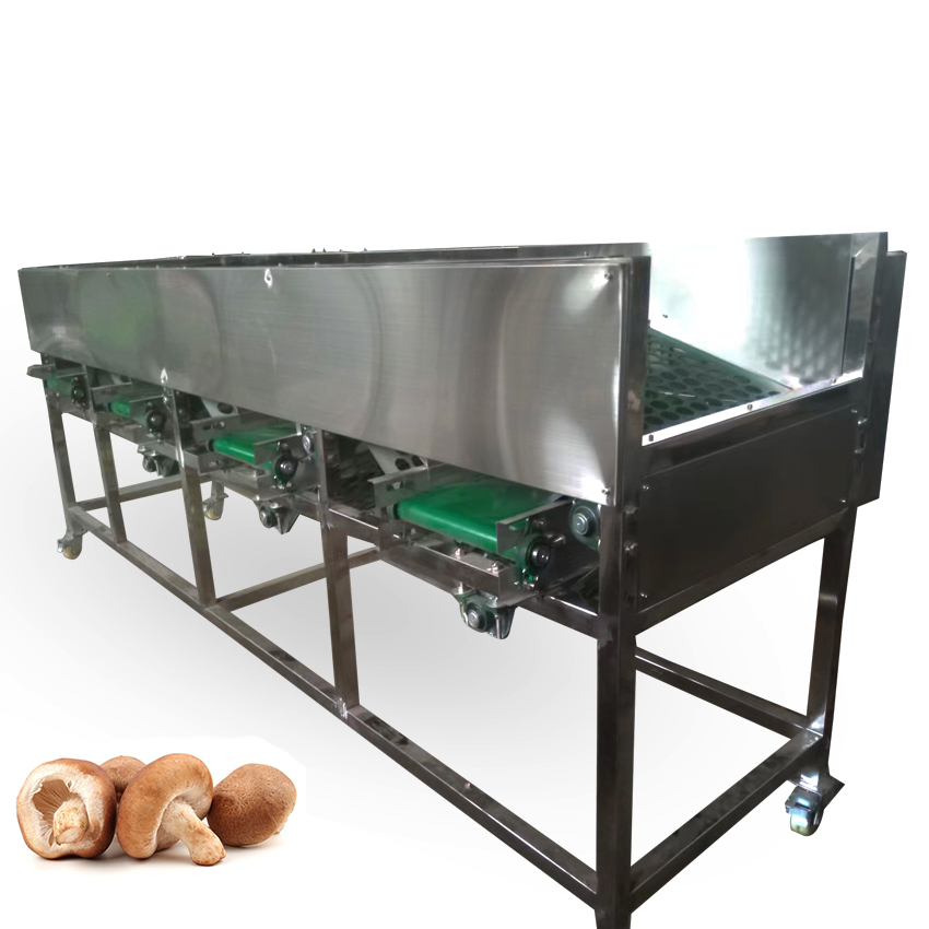 Hole Belt Type Mushroom Size Grading Machine